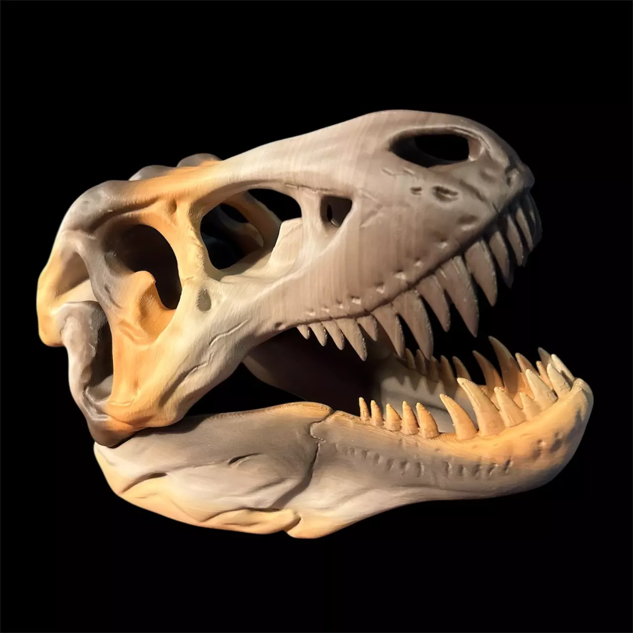 plant/Large T-Rex Skull-0