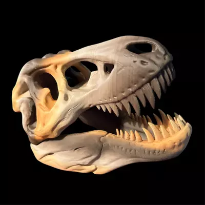plant/Large T-Rex Skull-0-thumbnail