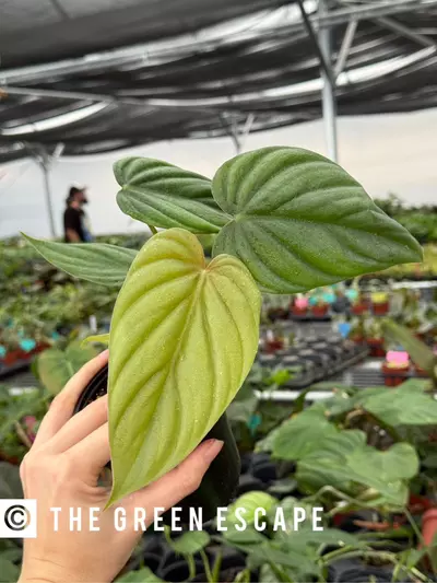 plant/Philodendron colombia 4” pot growers choice-0-thumbnail