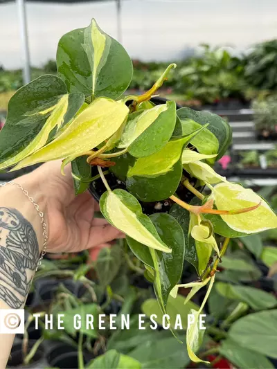 plant/Philodendron cream splash 4” pot growers choice-0-thumbnail