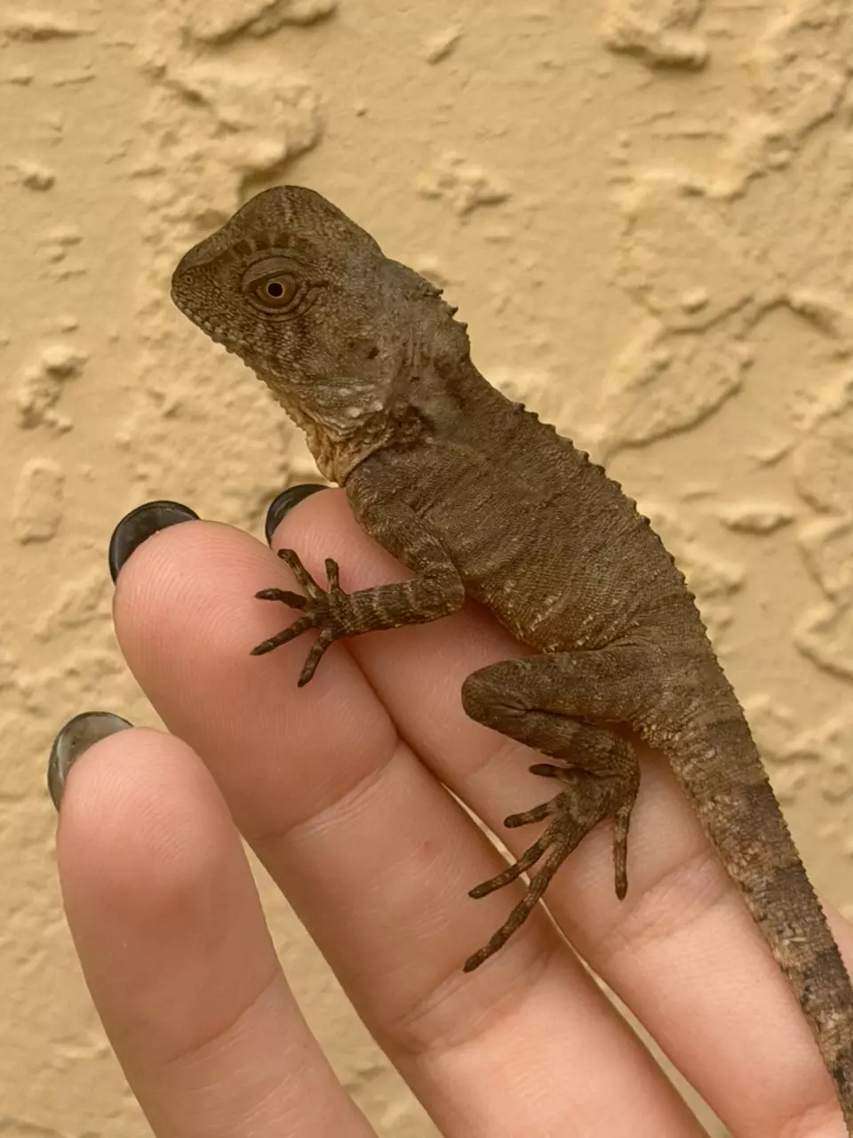 plant/Boyd’s Forest Dragon (Lophosaurus boydii)-1