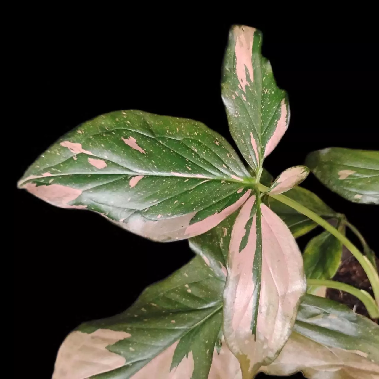 plant/Syngonium Pink Splash-2