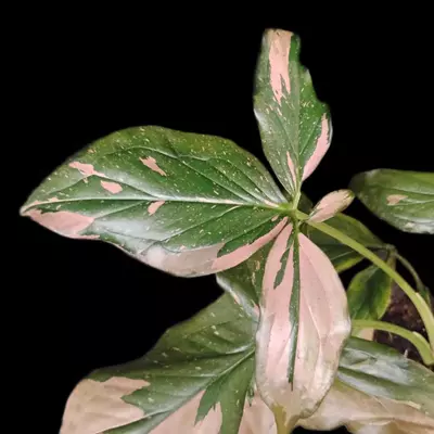 plant/Syngonium Pink Splash-2-thumbnail