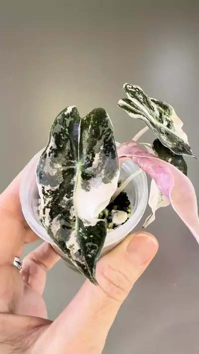 plant/506 Alocasia Pink Polly-1-thumbnail