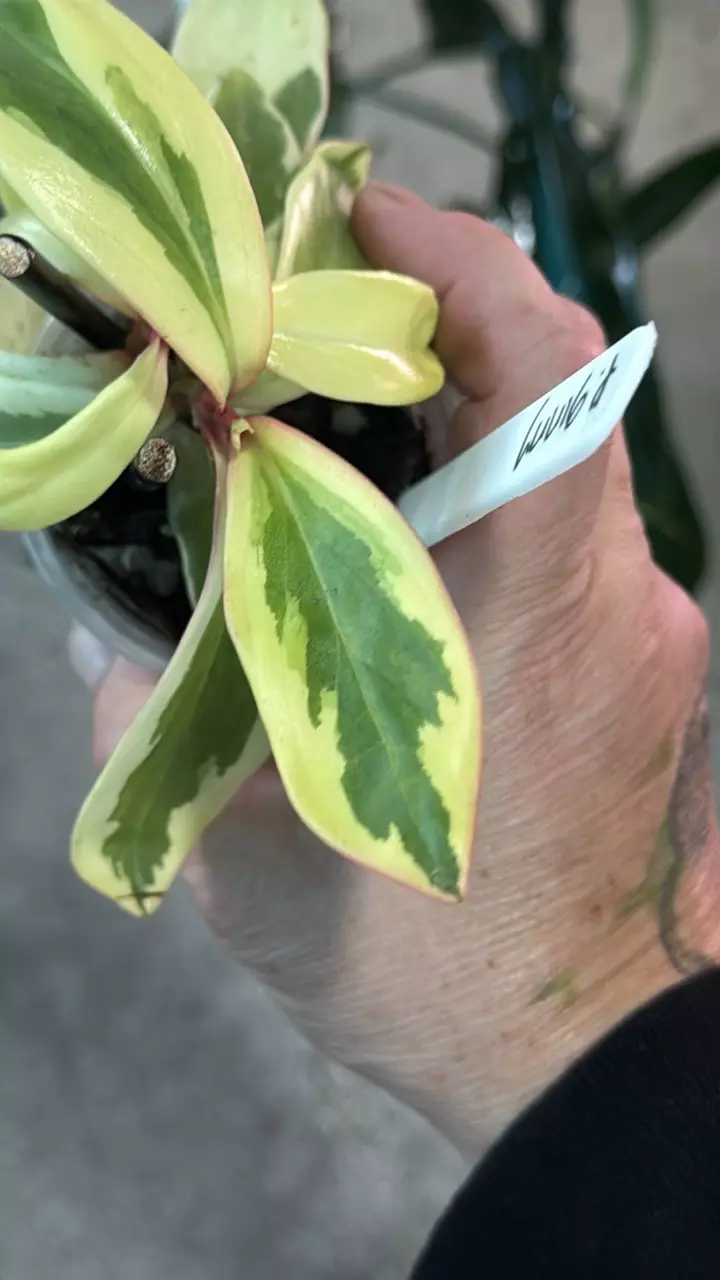 plant/Peperomia Ginny HIGHLY VARIEGATED!-0