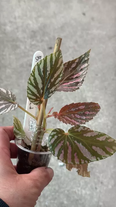 plant/Begonia brevirimosa red-0-thumbnail