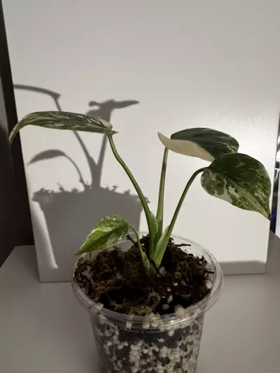 plant/Monstera Thai Constellation-1-thumbnail