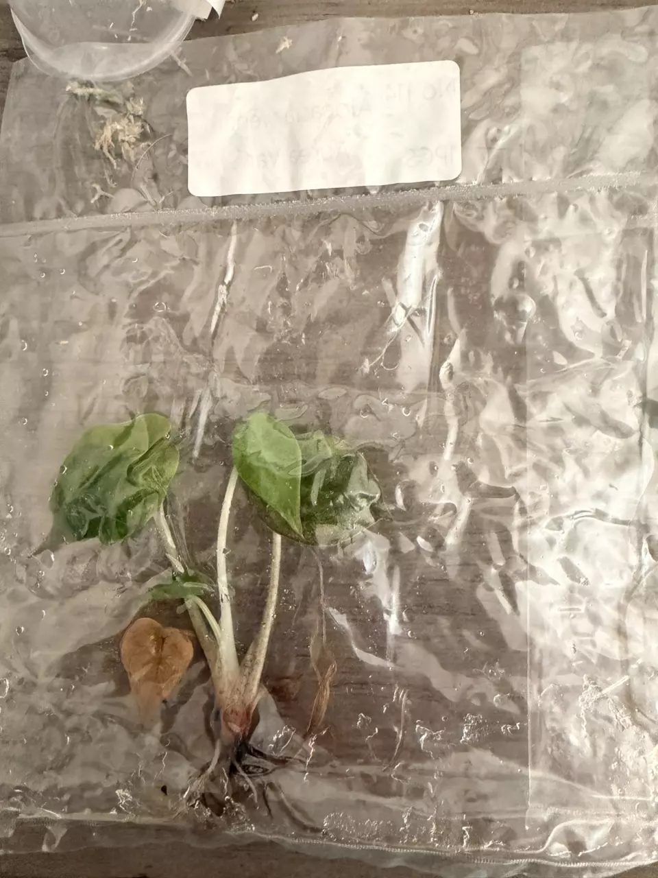 plant/Alocasia Wentii Aurea TC-3