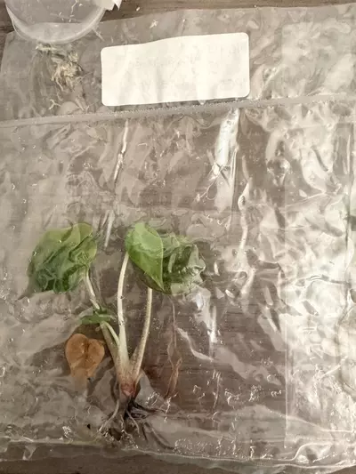 plant/Alocasia Wentii Aurea TC-3-thumbnail