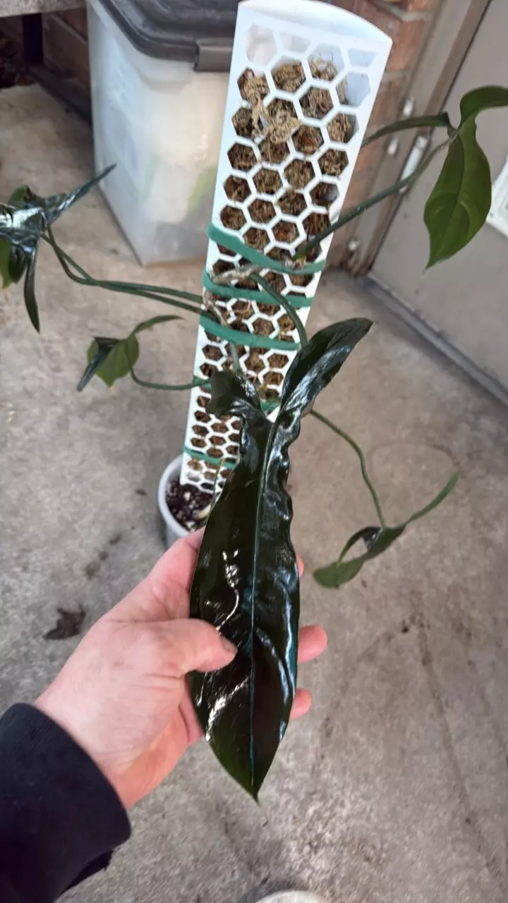 plant/Philidendron 69686 THICC-1