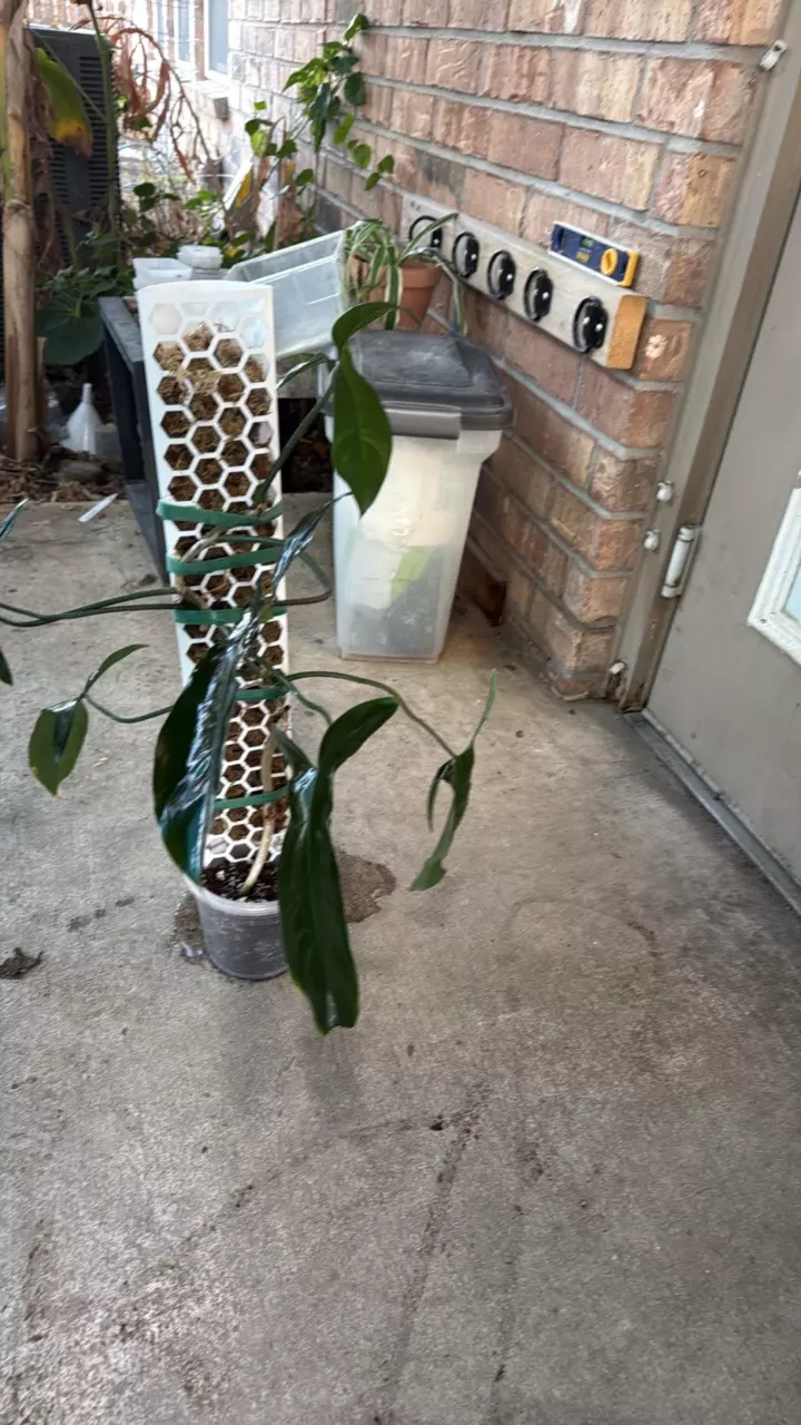 plant/Philidendron 69686 THICC-2