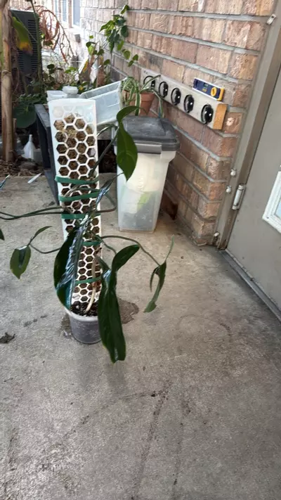 plant/Philidendron 69686 THICC-2-thumbnail