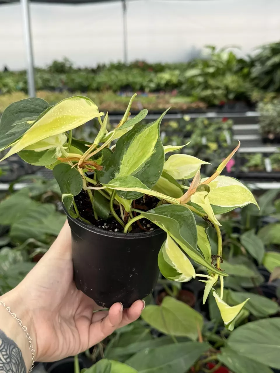 plant/Philodendron cream splash 4” pot growers choice-5