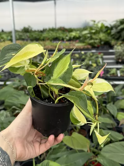 plant/Philodendron cream splash 4” pot growers choice-5-thumbnail