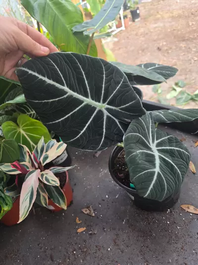 plant/6in Alocasia Black Velvet GC-1-thumbnail