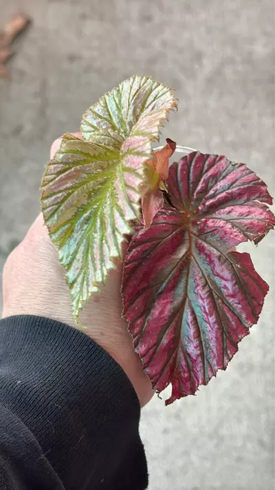 plant/Begonia brevirimosa red-1-thumbnail