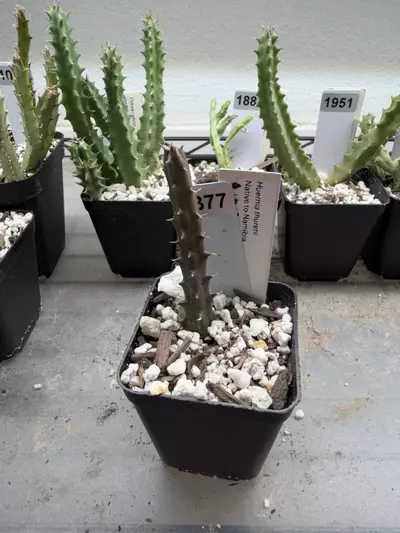 plant/377 - Huernia thuretii-0-thumbnail
