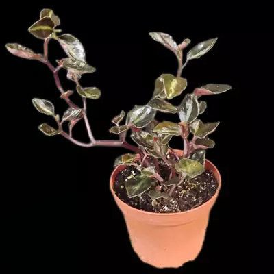 plant/Peperomia metallica-0-thumbnail