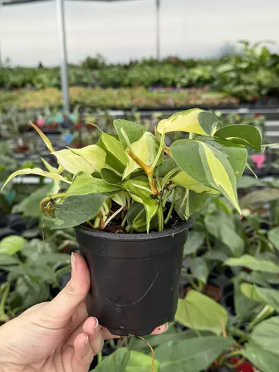 plant/Philodendron cream splash 4” pot growers choice-3-thumbnail