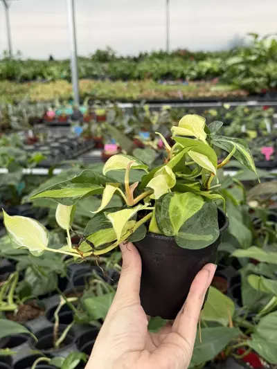 plant/Philodendron cream splash 4” pot growers choice-2-thumbnail