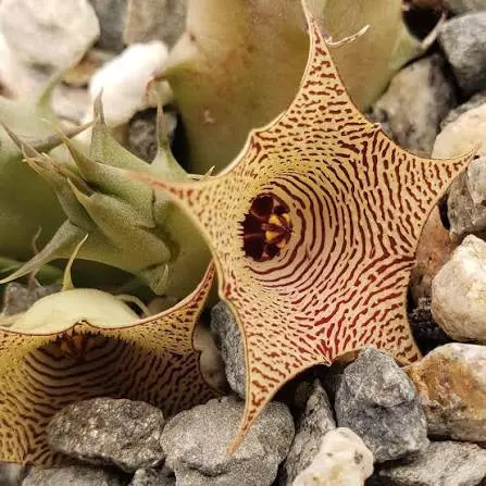 plant/377 - Huernia thuretii-1