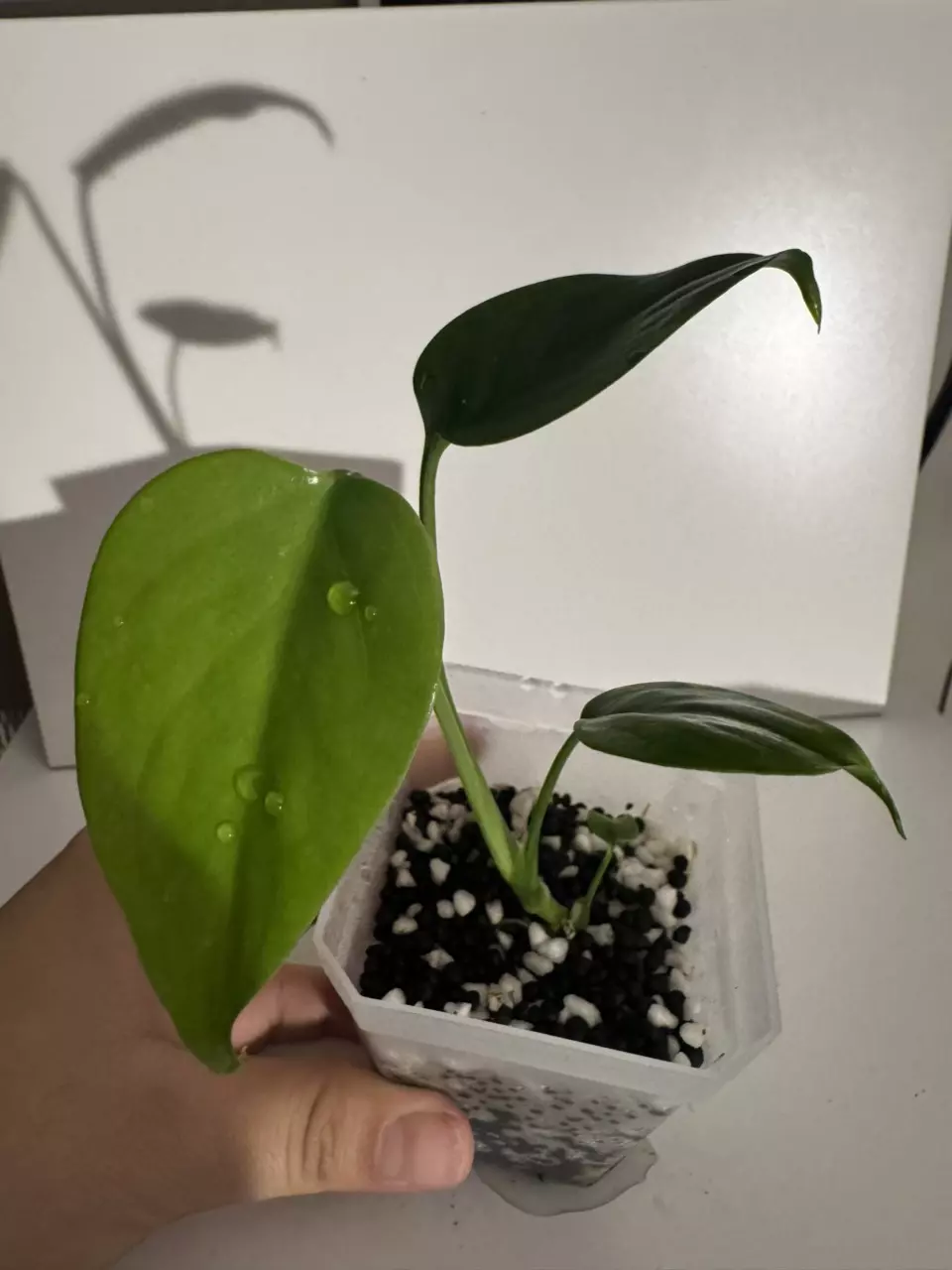 plant/Monstera Sierrana Starter Plant-0
