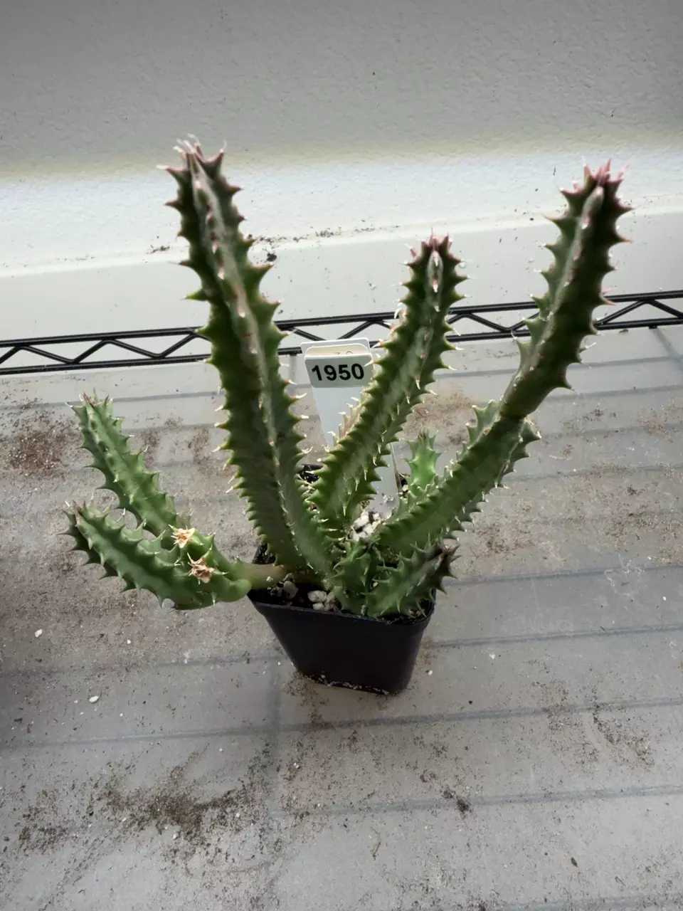 plant/1950 - Orbea Pranburi Hybrid-0