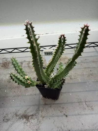 plant/1950 - Orbea Pranburi Hybrid-0-thumbnail