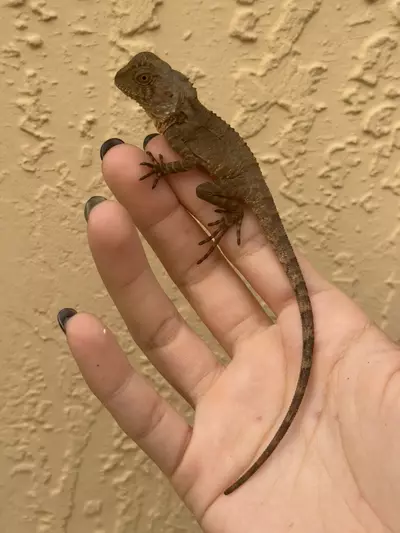 plant/Boyd’s Forest Dragon (Lophosaurus boydii)-2-thumbnail