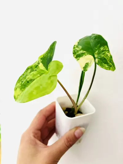 plant/Syngonium aurea variegata-0-thumbnail