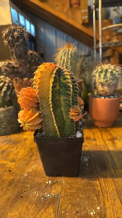 plant/Gymno-0-thumbnail