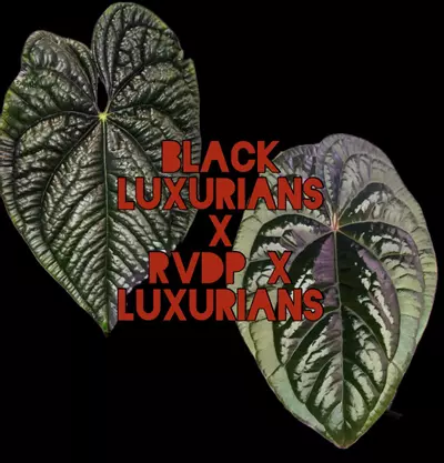 plant/“Black” Luxurians x RVDP-Lux-0-thumbnail