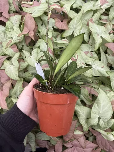 plant/Hoya David Cummingii 4” Pot Growers Choice-4-thumbnail