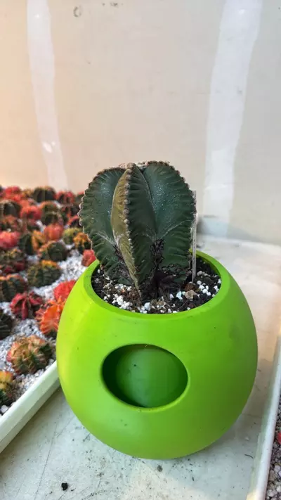 plant/Myriostigma-0-thumbnail
