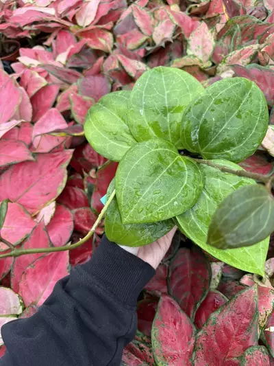 plant/Hoya Sulawesi 4” Pot Growers Choice-5-thumbnail