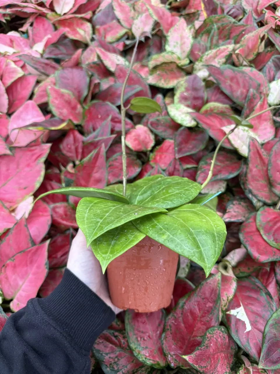 plant/Hoya Sulawesi 4” Pot Growers Choice-1