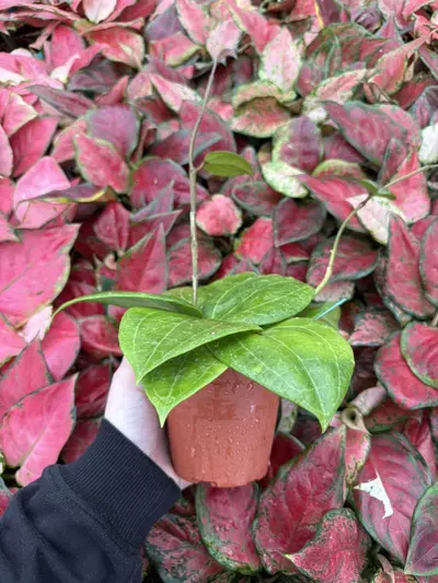plant/Hoya Sulawesi 4” Pot Growers Choice-1-thumbnail