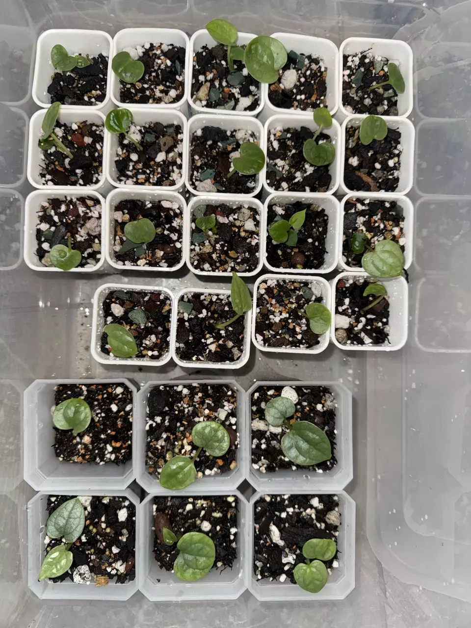 plant/“Black” Luxurians x RVDP-Lux-1