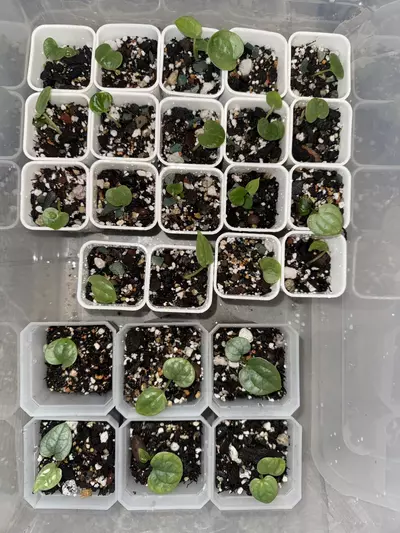 plant/“Black” Luxurians x RVDP-Lux-1-thumbnail