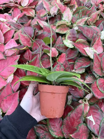 plant/Hoya Sulawesi 4” Pot Growers Choice-3-thumbnail