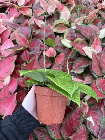 plant/Hoya Sulawesi 4” Pot Growers Choice-2-thumbnail