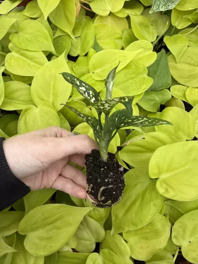 plant/Aglaonema Star Pink Starter Growers Choice-3-thumbnail