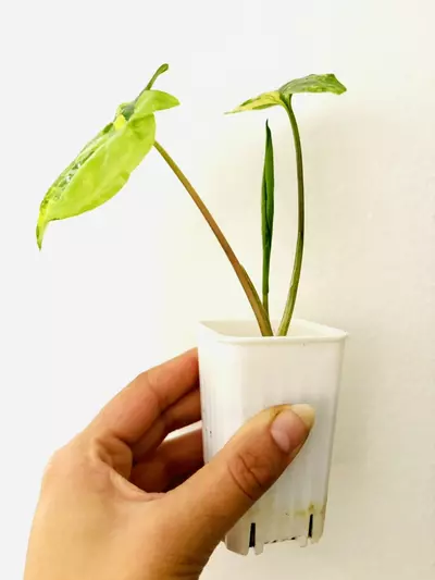 plant/Syngonium aurea variegata-1-thumbnail