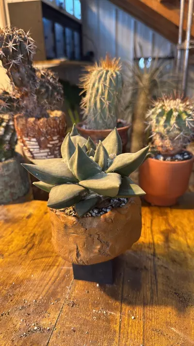 plant/Ariocarpus-0-thumbnail