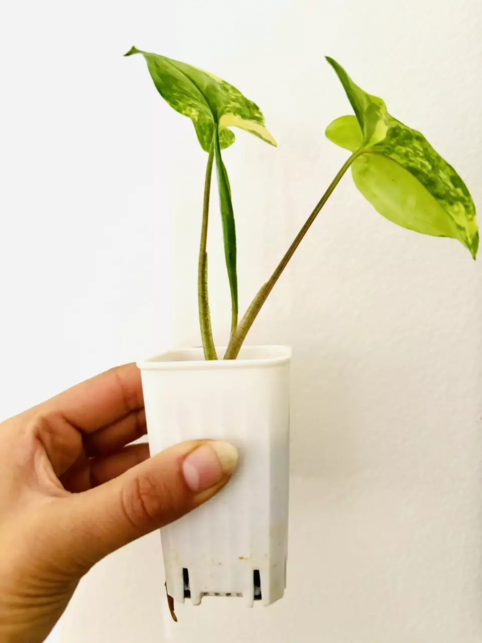 plant/Syngonium aurea variegata-4