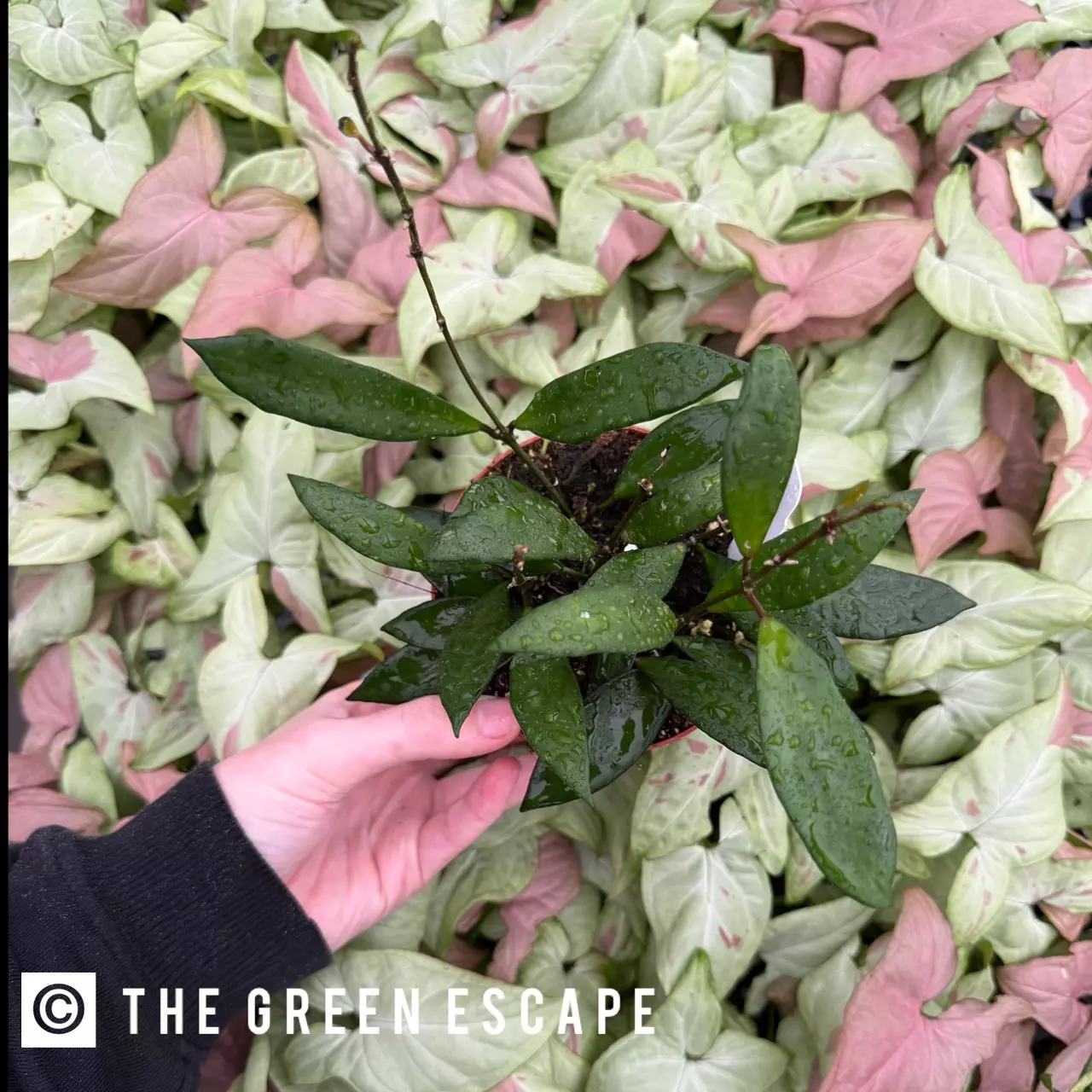 plant/Hoya David Cummingii 4” Pot Growers Choice-0