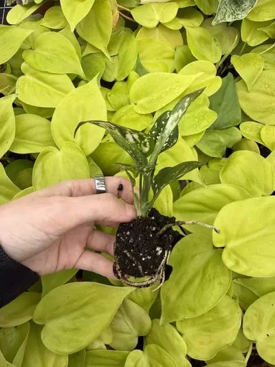 plant/Aglaonema Star Pink Starter Growers Choice-4-thumbnail
