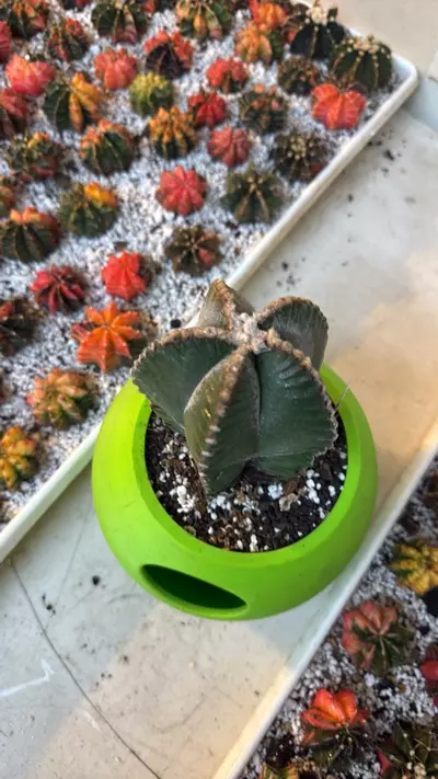 plant/Myriostigma-1-thumbnail