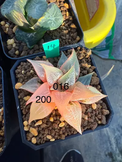 plant/Shuten doji var 016 Japan-0-thumbnail