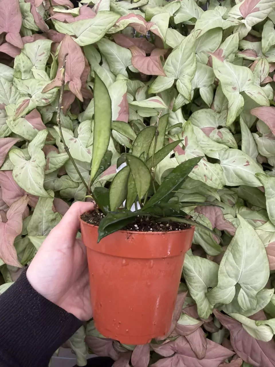 plant/Hoya David Cummingii 4” Pot Growers Choice-5